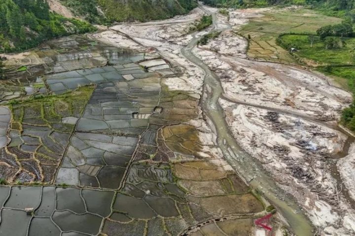 Ribuan Hektare Sawah Terdampak Bencana Mulai Ditanami Kembali