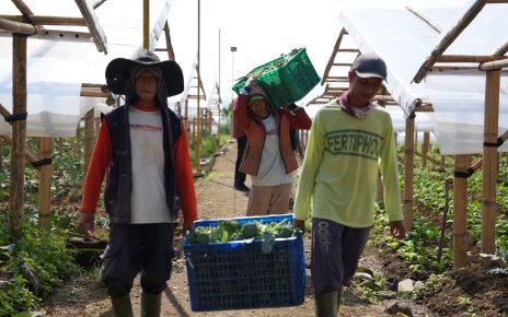 petani sayur